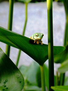 葉の上の蛙